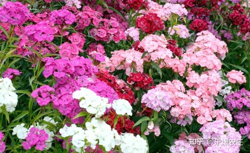 乐璟农庄花卉种植基地 提供绿化工程用花 - 
