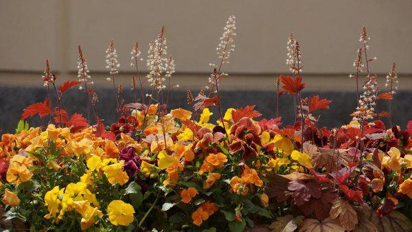花卉种植花黄色,高清图片,免费下载 - 绘艺素材网
