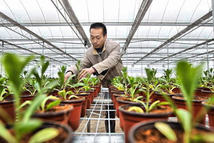 贵州 乌当现代高效农业花卉苗木示范园区育苗移栽忙